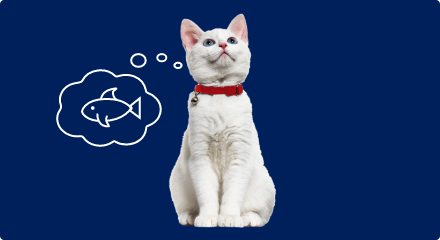 Un dessin d’une bulle de pensée avec un poisson à l’intérieur à côté d’un chat blanc portant un collier rouge avec une clochette argentée.