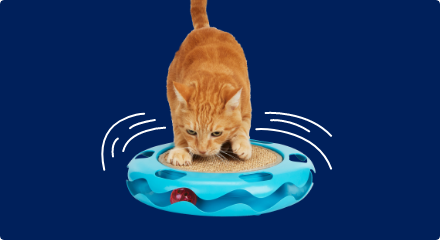 An orange cat standing atop a round blue scratching toy, stares down intently at a red ball inside. 