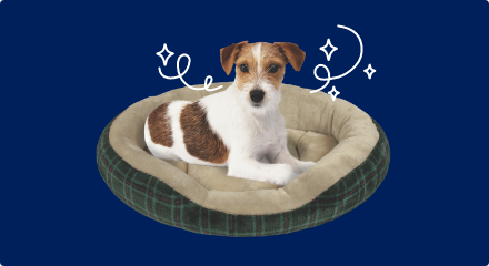 A small white and brown spotted dog is nestled into a round dog bed.