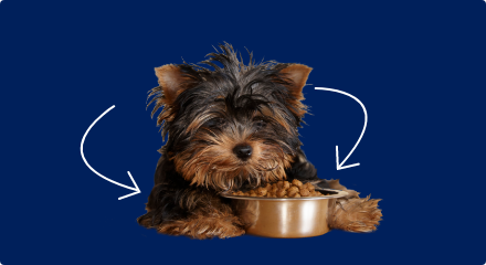 Un petit chiot brun couché à côté d’un bol de nourriture pour chien.