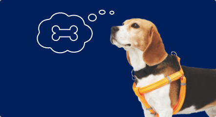 Un dessin d’une bulle de pensée avec un os à l’intérieur au-dessus d’un chien blanc et brun avec de longues oreilles qui porte un harnais orange. 