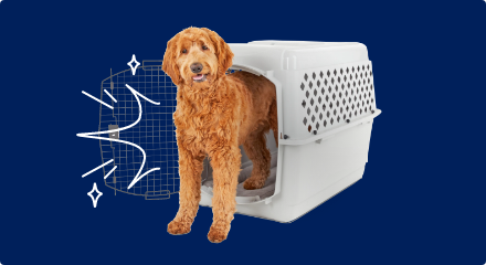 A tan coloured dog stands halfway outside of a light grey portable kennel.