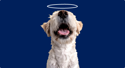 An illustration of a halo sits above the head of a white dog that is looking up with its mouth open.