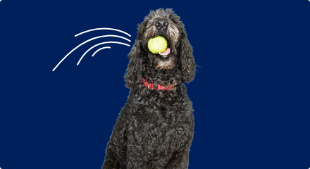 A black dog with curly fur wearing a red collar is holding a tennis ball in its mouth.