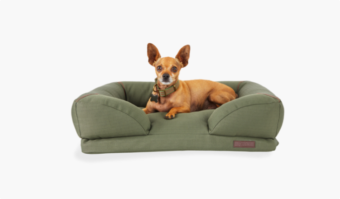 Chihuahua sitting on green Reddy dog bed