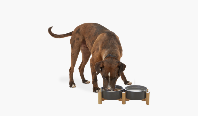 Brown dog eating from a Reddy dog bowl