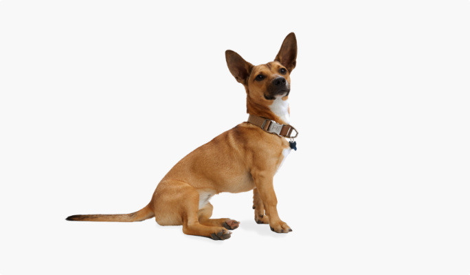 Small beige and white dog wearing Reddy collar