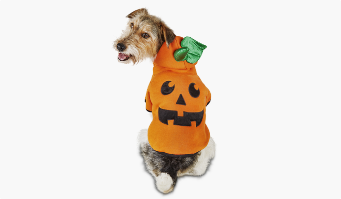 Chandail à capuchon d’Halloween Petco pour chien, citrouille