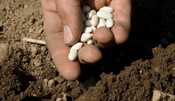 Person holding garden seeds