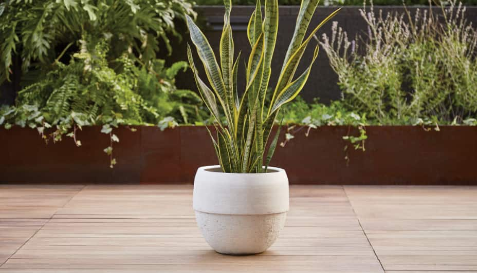 Sansevière dans un pot de couleur crème sur une terrasse.