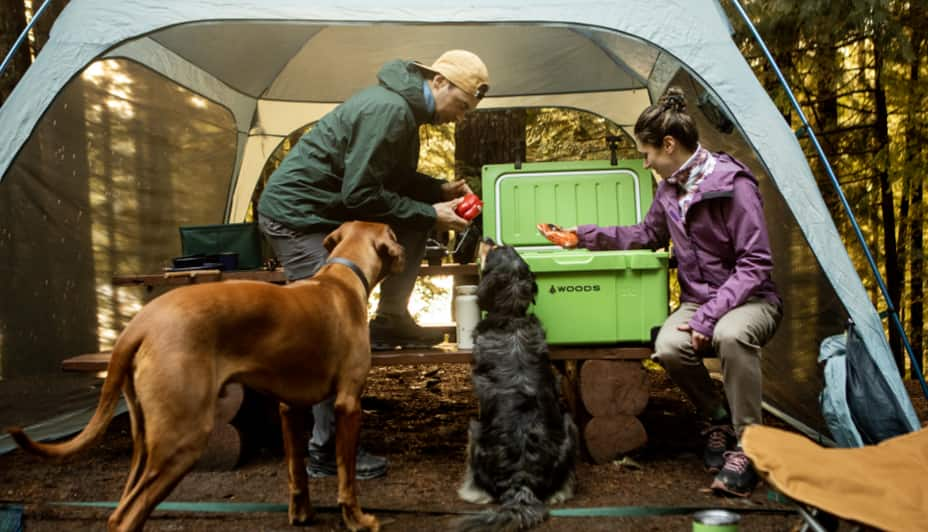 People and dogs at campsite