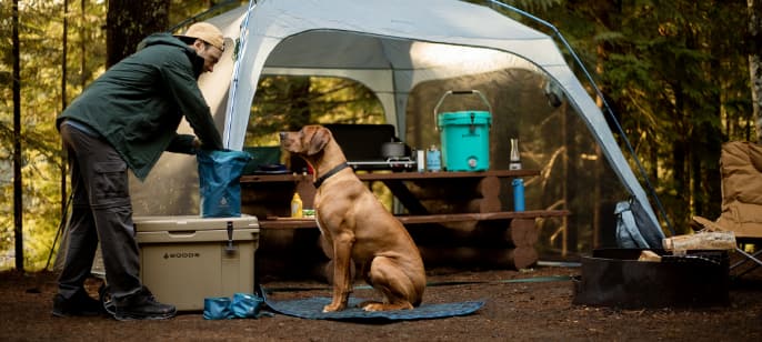 Dog sitting in front of tent at campsite