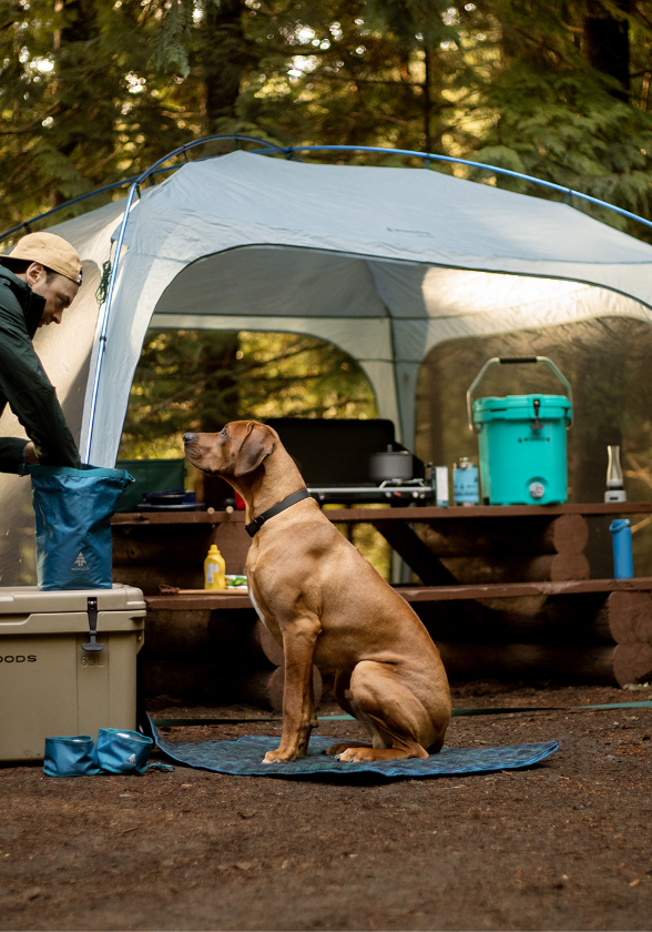 Un chien assis devant une tente au camping