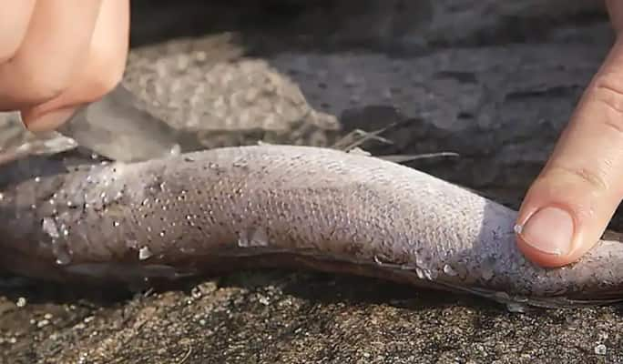 Une personne nettoyant un poisson  