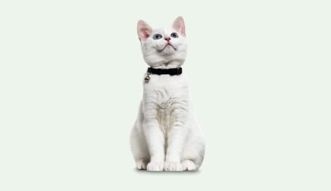 Cat Collars 