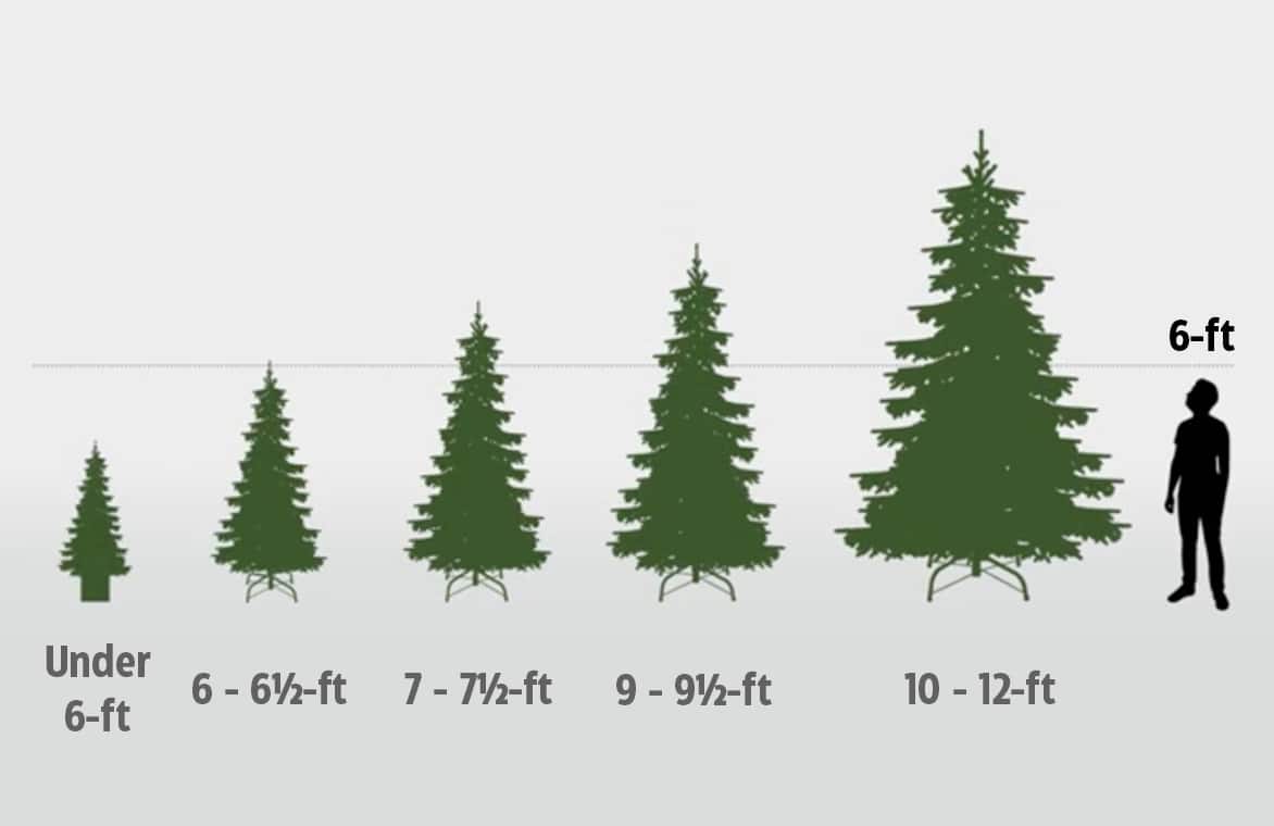 Graphic of 5 tree sizes ranging from under 6-ft to 12-ft and a 6-ft human icon for scale. 