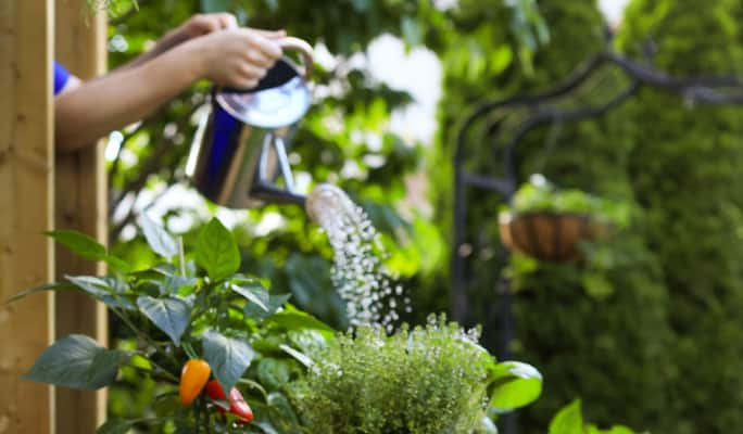 An adult watering an outdoor plant with a watering can. 