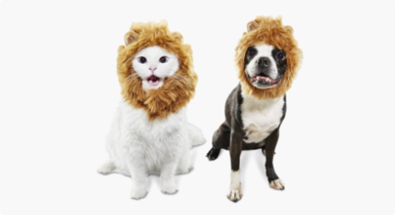 A cat and dog wearing Petco Halloween-Lion's Mane Costumes. 