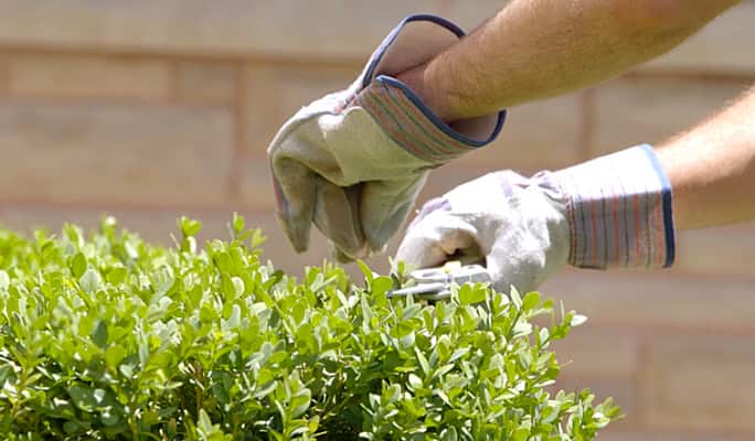 How to prune a tree or shrub