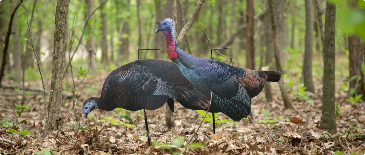 Two turkey decoys set up in a forest setting.