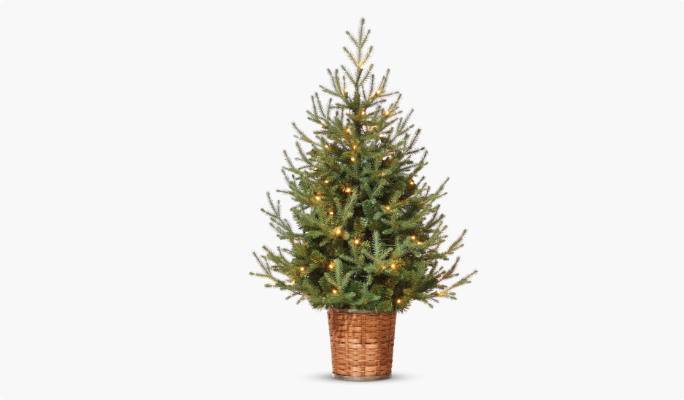 CANVAS Pre-Lit Spruce Upswept Potted Tree