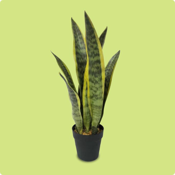 A CANVAS artificial snake plant in a pot.