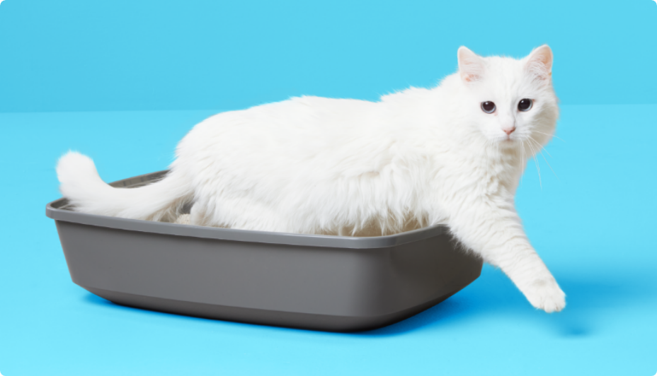 How to choose cat litter