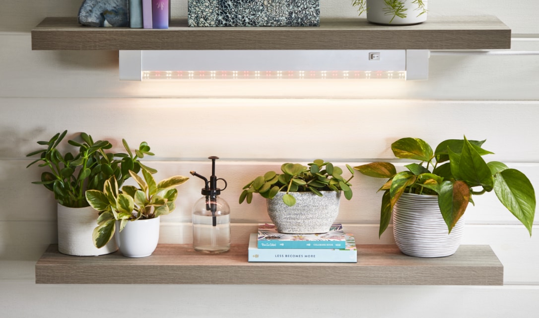 Une lampe de croissance d'intérieur illuminant des plantes en pot sur une étagère.