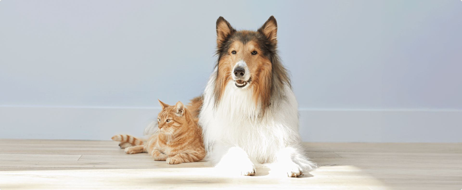 A collie and an orange cat lying down next to each other.