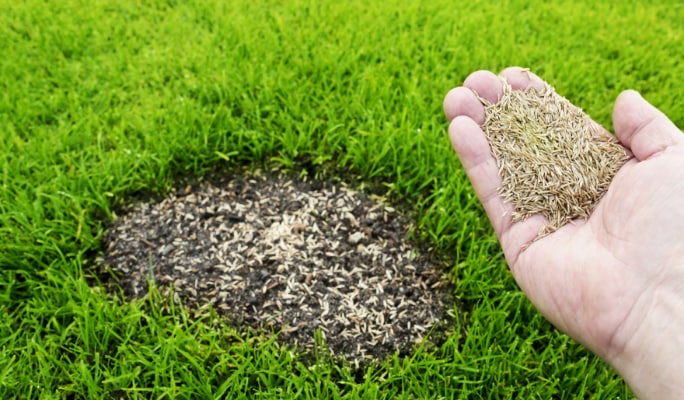 Hand holding grass seeds next to a patchy area of lawn.