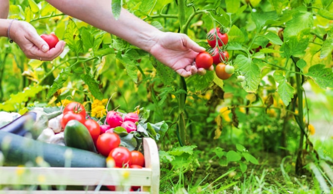 Person harvesting tomatoes in a vegetable garden with a crate of assorted vegetables.