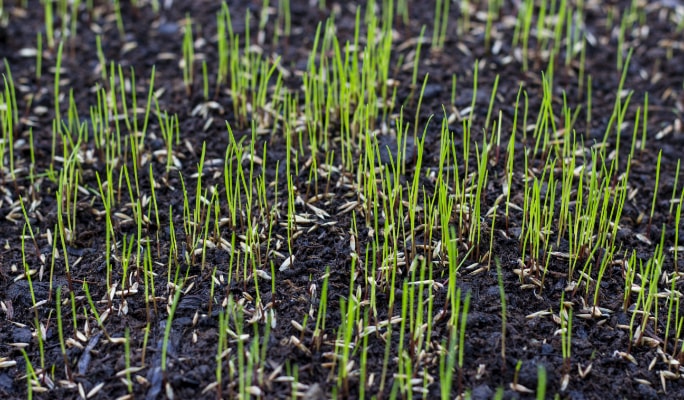 Young grass seedlings sprouting from the soil.