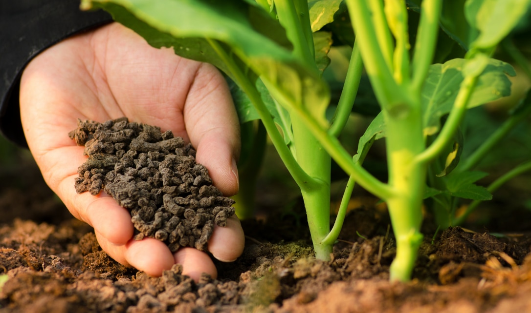 Une main tenant des granules d’engrais à côté des tiges de plantes vertes dans un jardin.