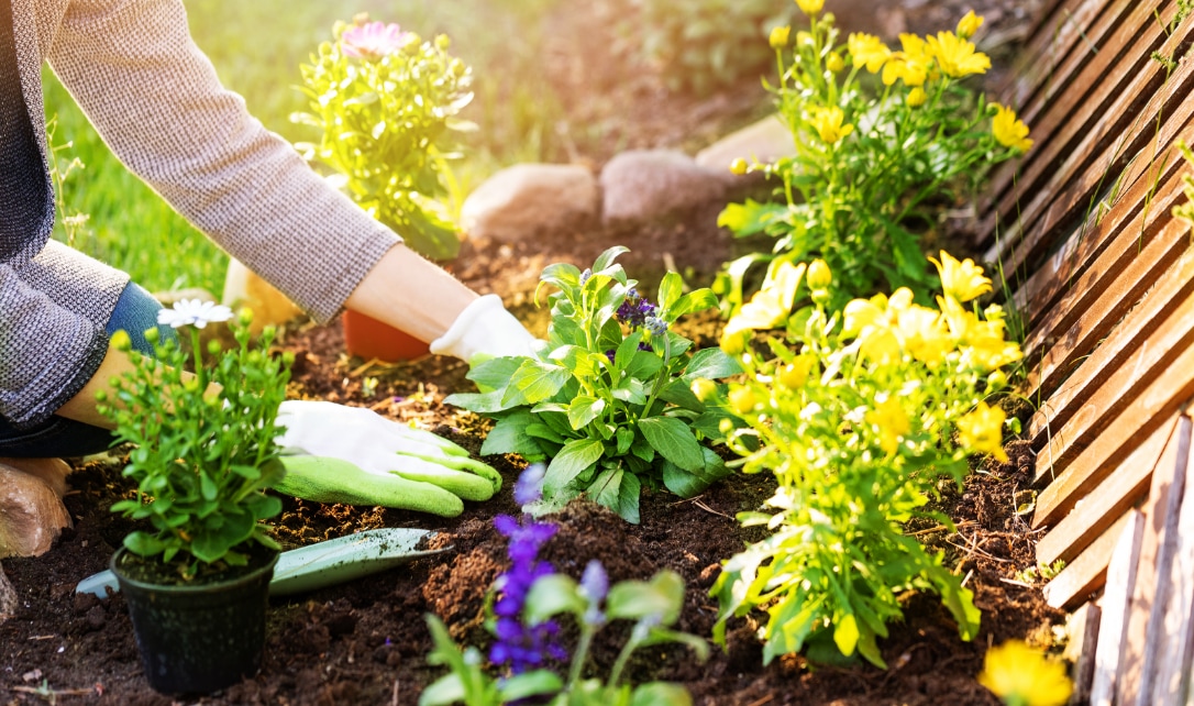 Une personne portant des gants de jardinage plantant des fleurs dans un jardin.