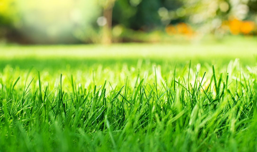  A close-up view of vibrant green grass bathed in sunlight.