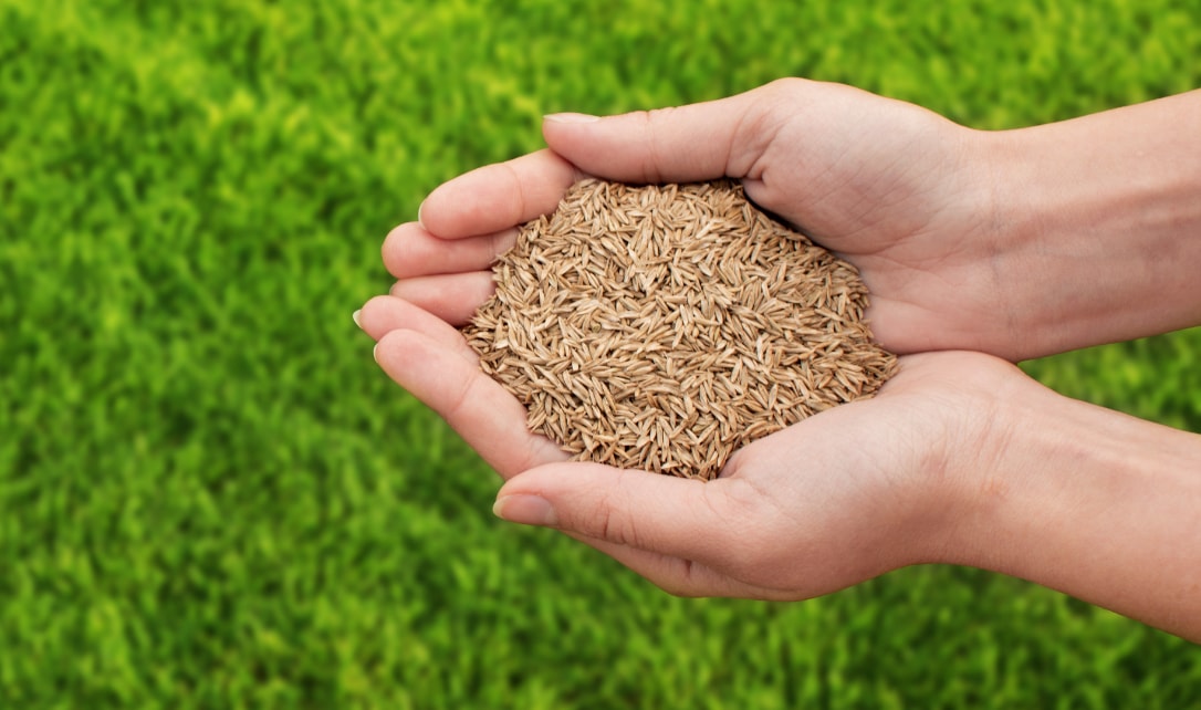 A person holding a handful of seeds over a lush green lawn.