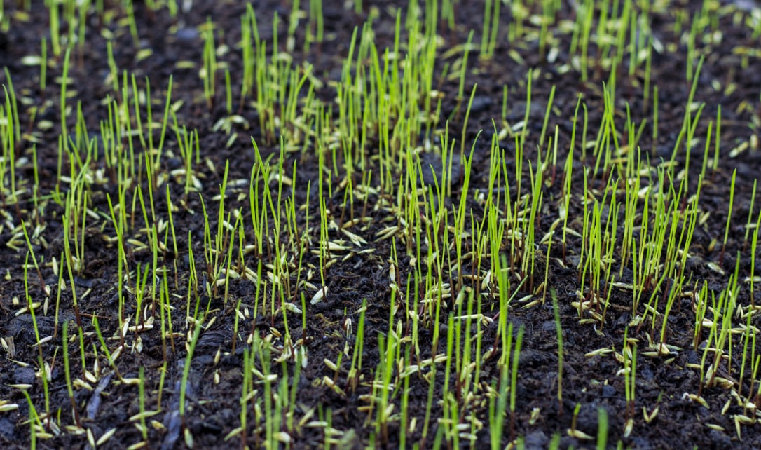 ew grass sprouts emerging from dark soil.