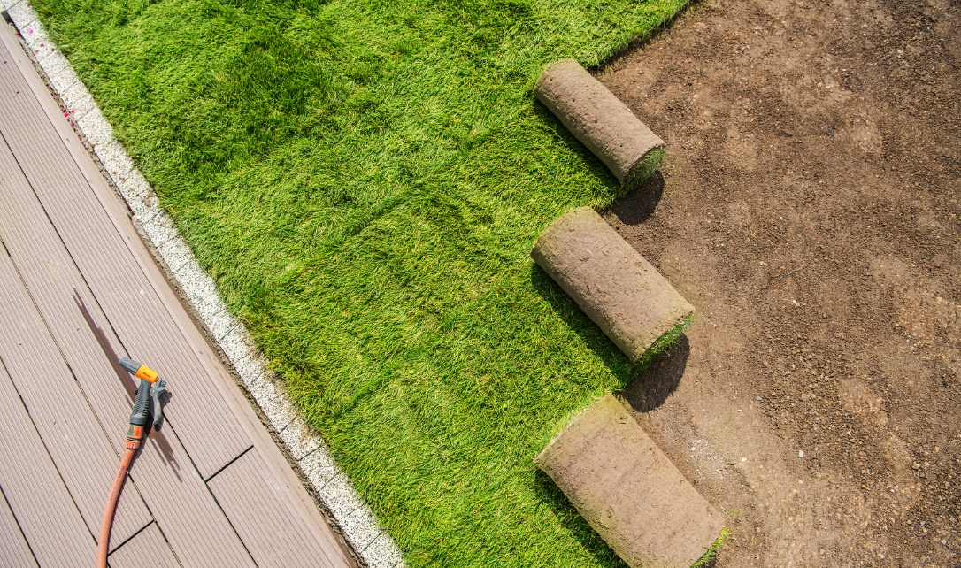 Rolls of sod being laid out on a lawn next to a walkway.