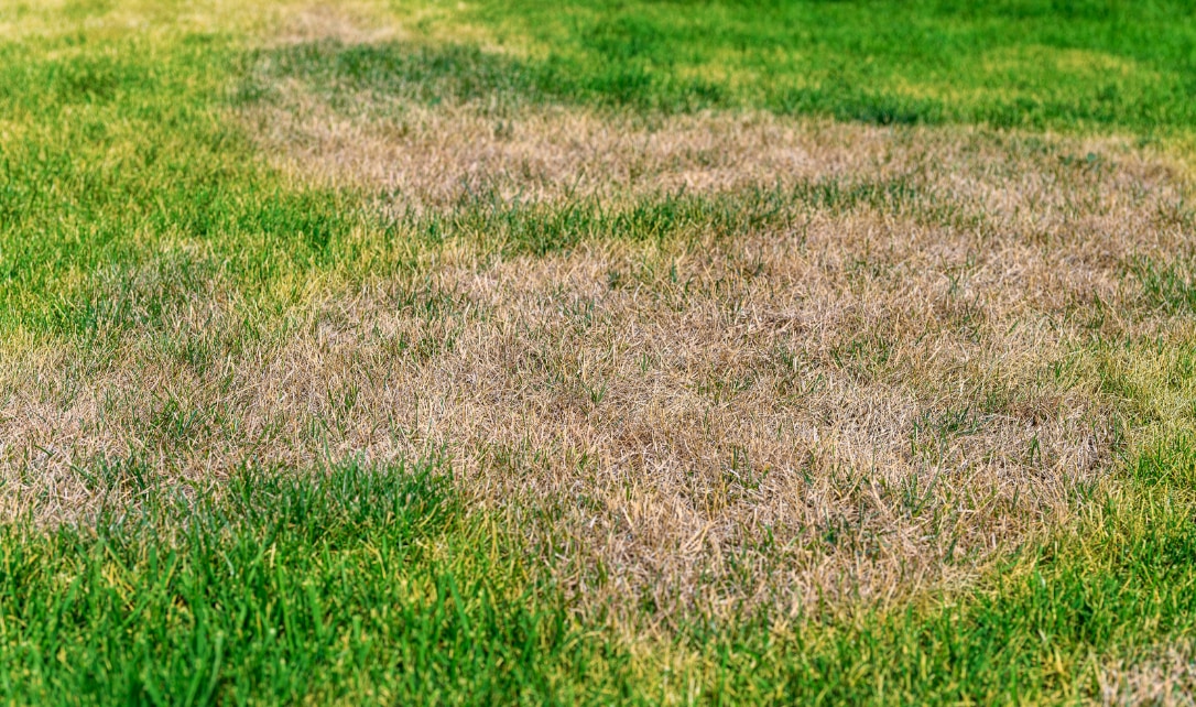 A patch of lawn with brown, dead grass surrounded by green, healthy grass.