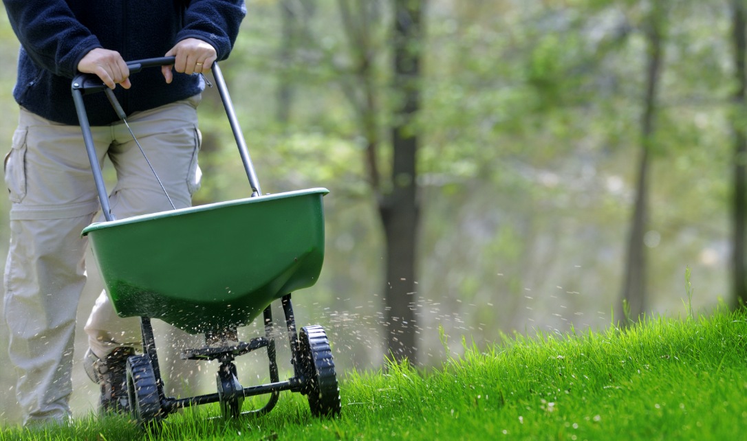  A person pushing a green broadcast spreader to fertilize a grassy lawn.