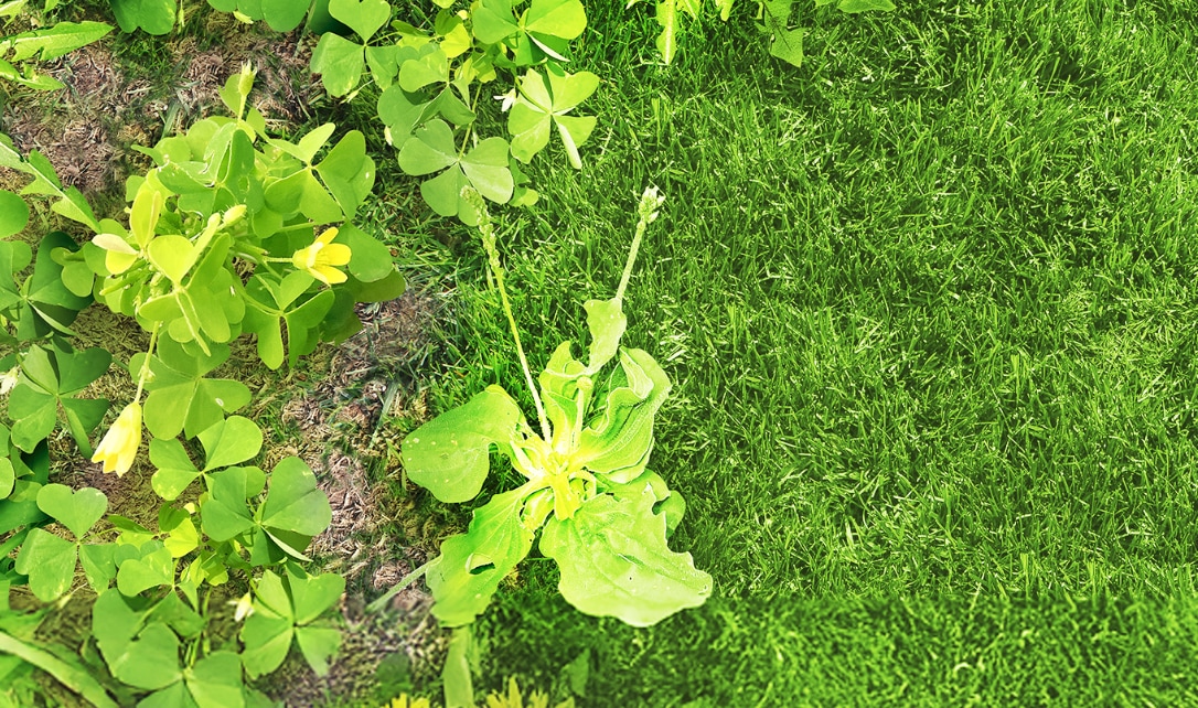 A garden area with yellow dandelions and various green weeds next to a patch of grass.