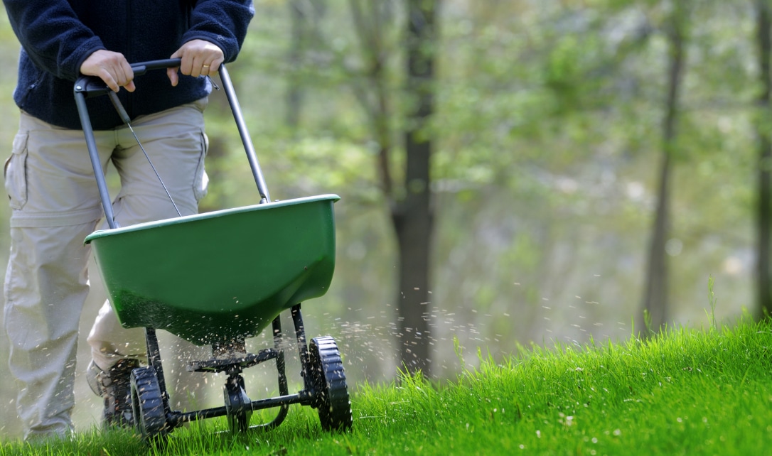 A person pushing a green broadcast spreader to fertilize a grassy lawn.
