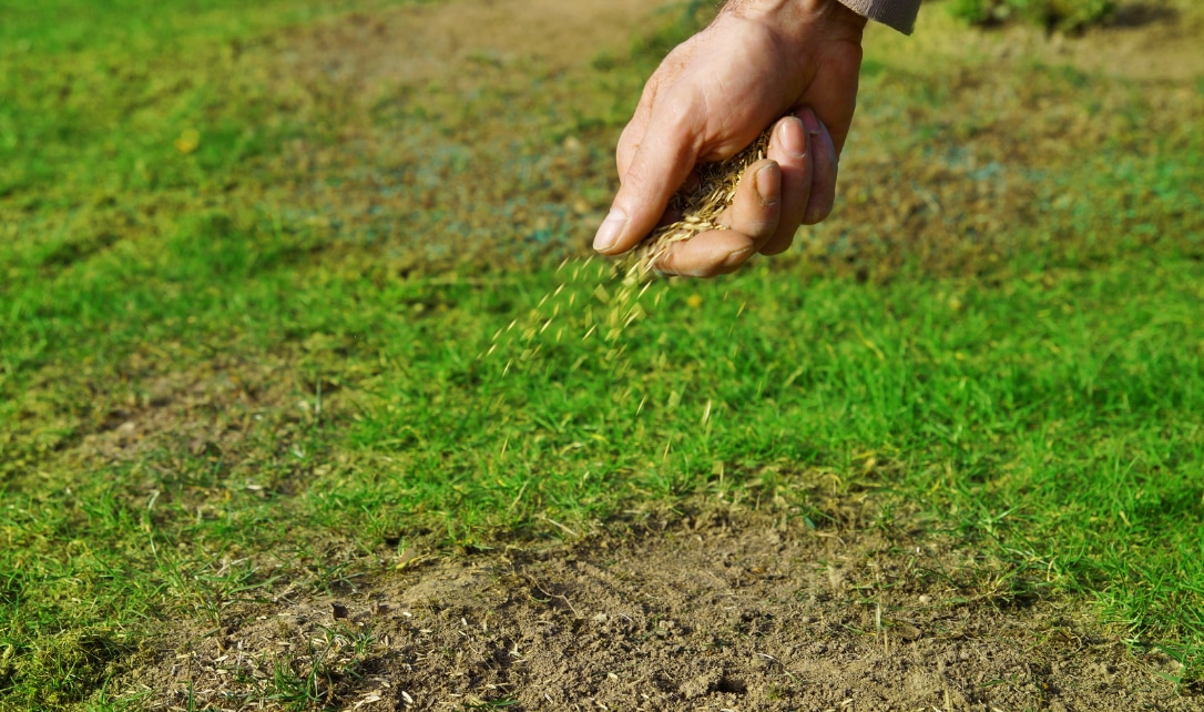 Hand spreading grass seeds on a patchy lawn.