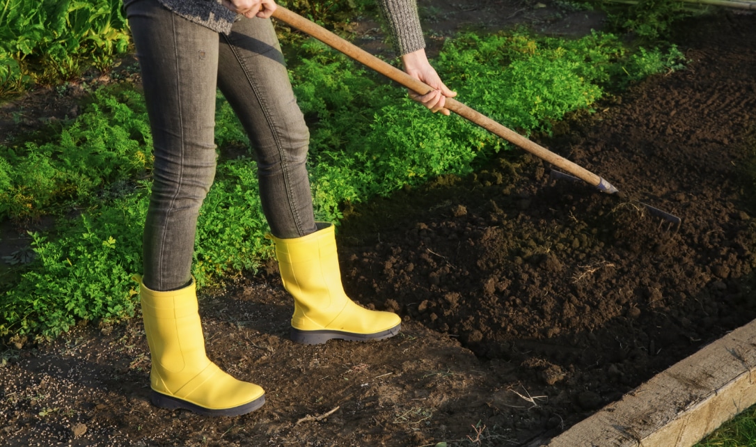  Une personne portant des bottes jaunes utilise un râteau pour préparer la terre dans un jardin.