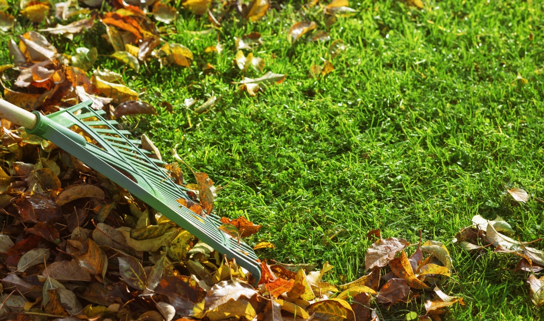  Un râteau rassemblant les feuilles d’automne tombées sur une pelouse.