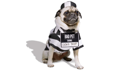 A pug wearing a prisoner costume.