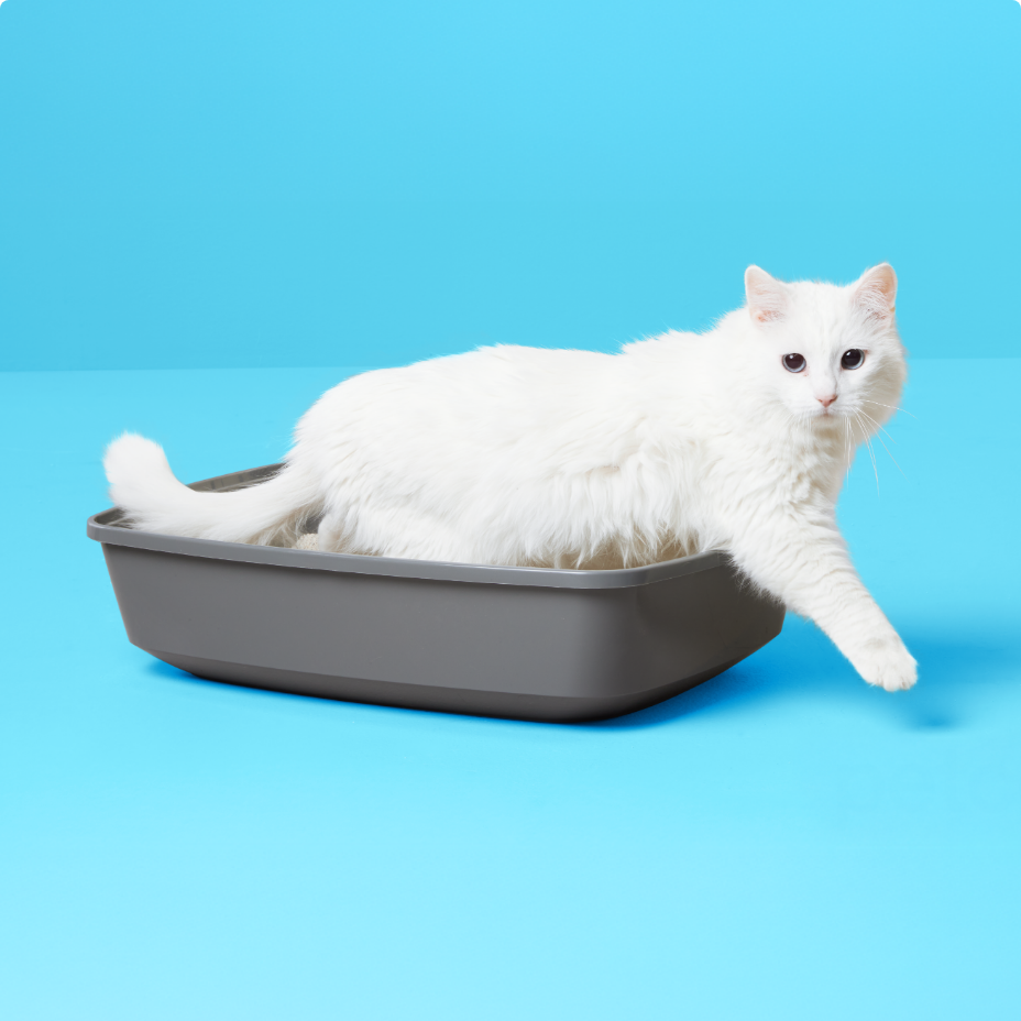 Un chat blanc duveteux couché dans une litière grise sur un fond bleu.