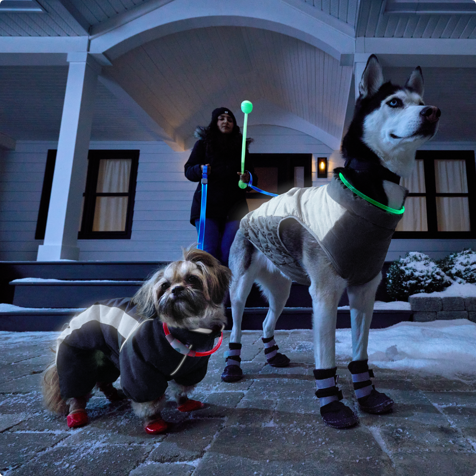 Un gros chien et un petit chien portant des chaussons et des colliers lumineux, debout à l’extérieur de la maison le soir.