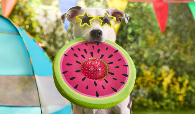 Un chien portant des lunettes de soleil en forme d’étoile et tenant un frisbee dans sa bouche, debout à l’extérieur par une journée ensoleillée.