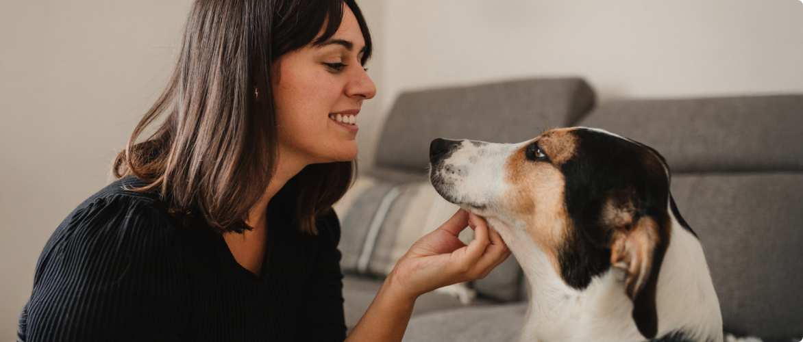 A person in a black shirt is pets a white-and-brown dog. 